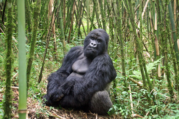 Naklejka premium Portrait of gorilla Guhonda