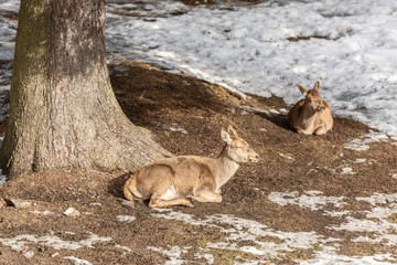Peaceful deer resting under a tree in winter time, cold winter day