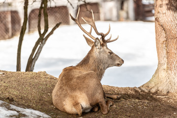 Peaceful deer resting under a tree in winter time, cold winter day