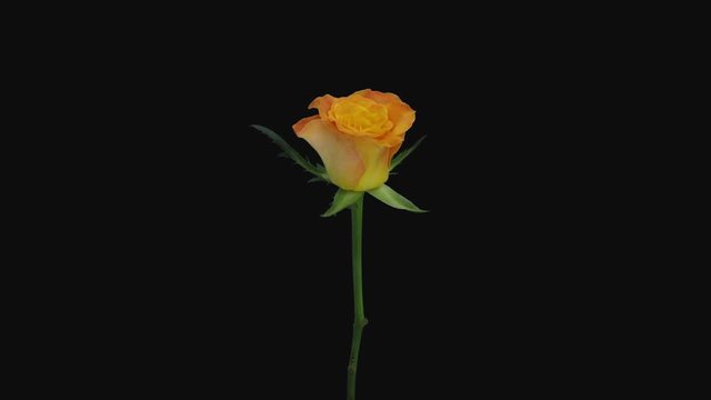 Time-lapse of opening orange and yellow Lolita rose 2b3 in RGB + ALPHA matte format isolated on black background