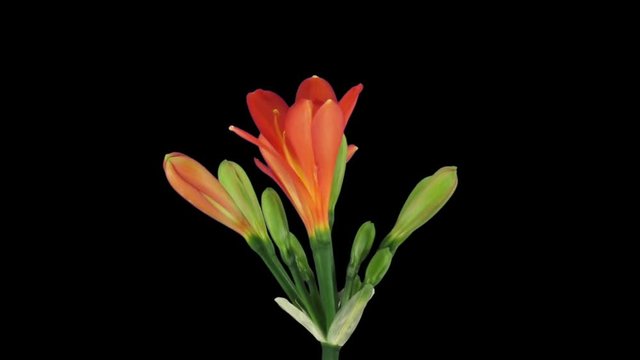 Time-lapse of growing clivia Miniata flower 6b5 in RGB+ALPHA matte format isolated on black background