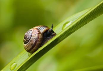 Garden snail with long horns, creeping along on a green leaf in the garden, close-up
