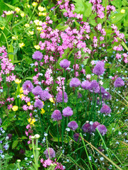 Beautiful and vibrantly colorful Flower Portraits and interesting and unusual gardens.