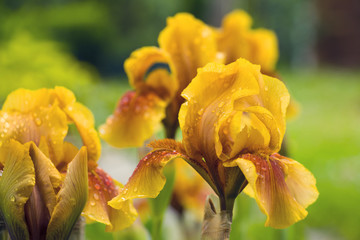 Big yellow irises with drops of rain in the garden, springtime