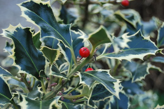 Stechpalme (Ilex) mit roten Beeren