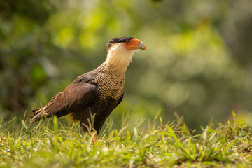 Crested Caracara in natural setting