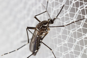 Aedes aegypti or yellow fever mosquito on  white wire net mosquito,Macro close up show markings on its legs and a marking in the form of a lyre on the upper surface of its thorax