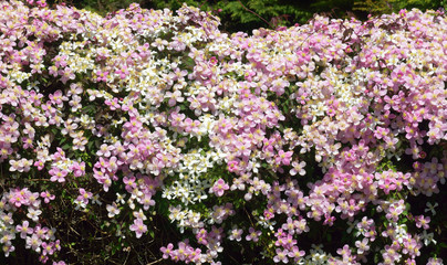 Obraz premium Clematis.