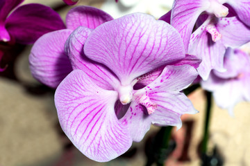 Orchid - closeup with selective focus