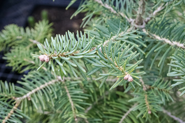 Foliage of White fir ( Abies concolor). Abies concolor is a fir with long, silvery needles. They...