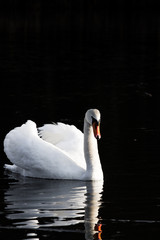 Schwan im Wasser