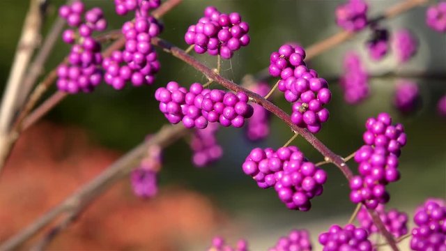 Callicarpa Japonica (beautyberry) fruits on a shrub. Japan
