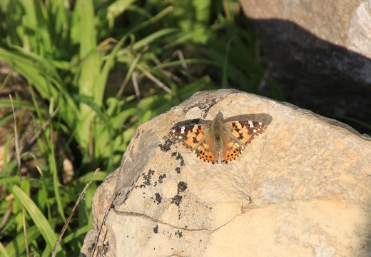Butterfly - Painted Lady (Vanessa cardui, Cynthia cardui) in Akamas Peninsula