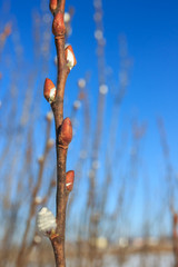 Plants feel the sinking of spring. On the branches buds bloom against a blue sky