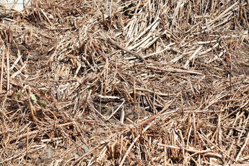 Braune Gräser, Stoppel, Hintergrundbild