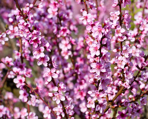 Blossoming peach tree branches, the background blurred.