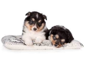 two sheltie puppies on white background