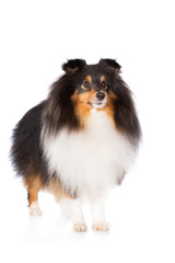 shetland sheepdog posing on white background