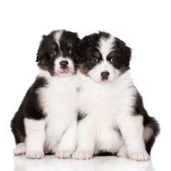 two australian shepherd puppies sitting together on white background