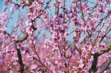 Blossoming peach tree branches, the background blurred.