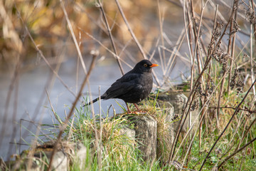 Common Blackbird by the river between branches