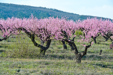 Blossoming peach tree branches, the background blurred.