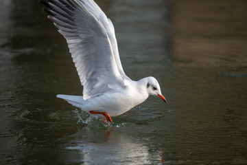 Common Sea Gull approaching a frozen river