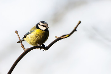 Blue Tit, Tit, Cyanistes caeruleus