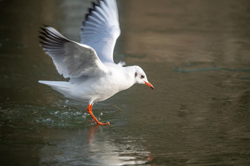 Common Sea Gull approaching a frozen river