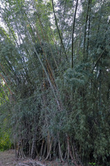 Botanischer Garten, Cienfuegos, Kuba