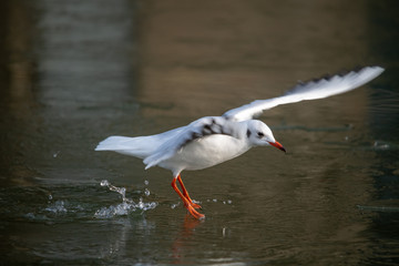 Fototapeta premium Common Sea Gull approaching a frozen river