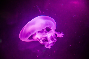 Naklejka na ściany i meble jellyfish in Aquarium