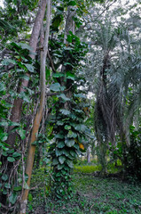Botanischer Garten, Cienfuegos, Kuba