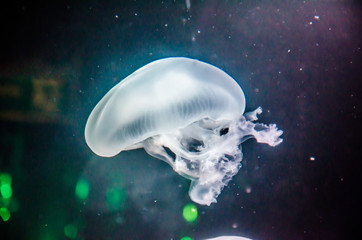 jellyfish in Aquarium