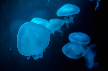 jellyfish in Aquarium