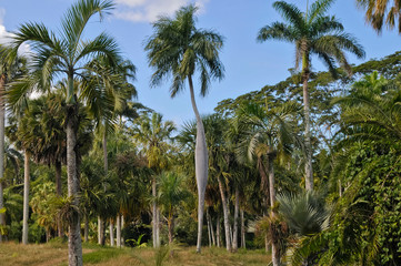 Botanischer Garten, Cienfuegos, Kuba