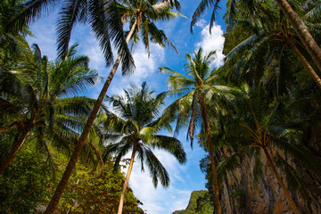 Palm trees blue sky background and rocks.