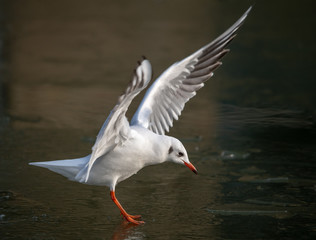Fototapeta na wymiar Common Sea Gull approaching a frozen river