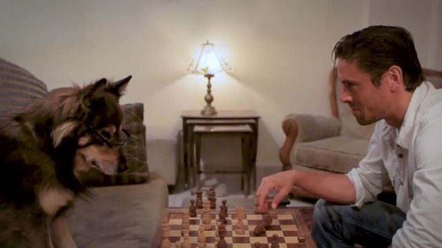 Dog playing chess with a man in a living room wide profile shot
