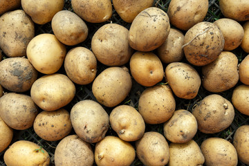young potatoes as background