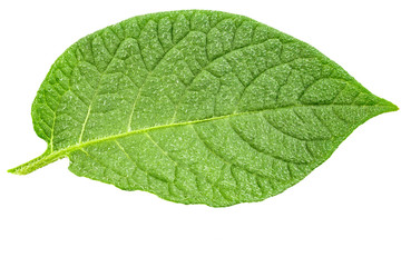 potatoes isolated leaf
