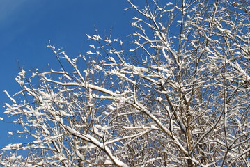 branches covered with hoarfrost