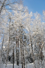trees in winter