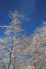 tree in winter in a nice weather