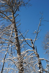 branches of a tree against blue sky