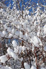 branches covered with snow