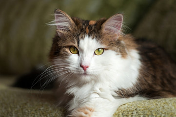 Fototapeta na wymiar Fluffy, red cat resting in bright sunlight