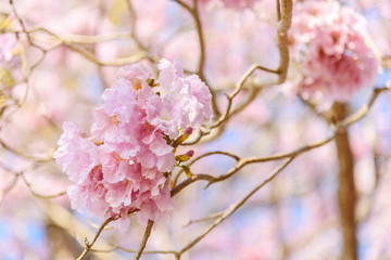 Fresh Pink trumpet tree row