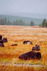 Rainy days, Yellowstone National Park, Bison