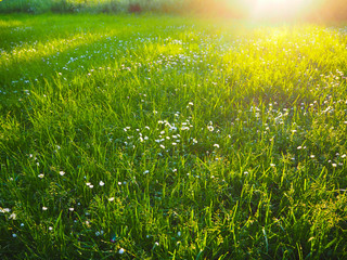 Illuminated meadow with daisies